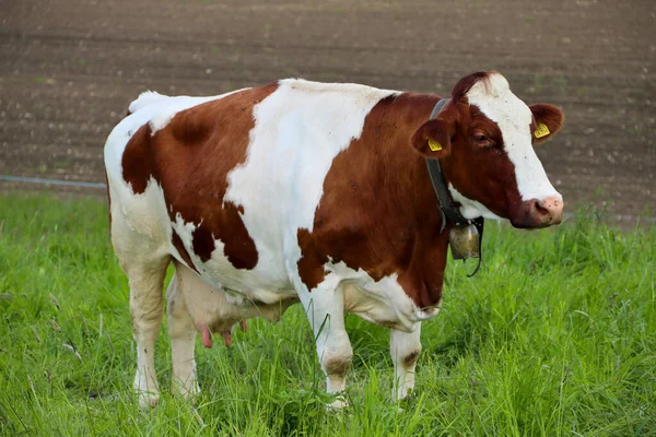 Primer Plano Una Vaca Marrón Blanca Con Marcas Amarillas Oreja —  Fotos de Stock