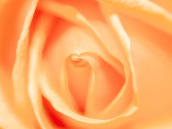 Makro Ujęcie Głowy Róży Jasnymi Płatkami Pod Słońcem — Zdjęcie stockowe