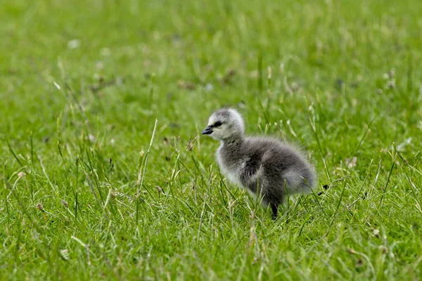 Nahaufnahme Eines Grauen Entchens Auf Einer Wiese — Stockfoto