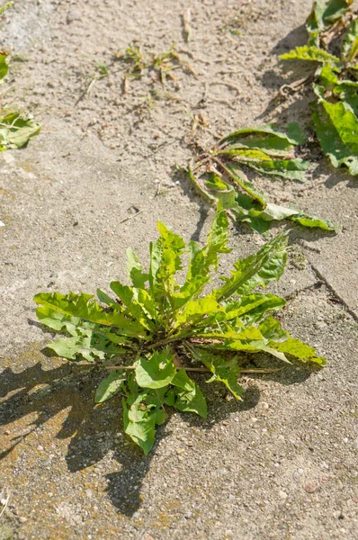 Vertical Shot Plant Growing Concrete — Stock Photo, Image