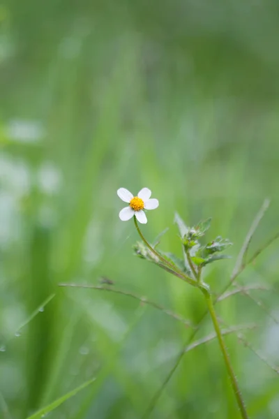 Ένα Κάθετο Πλάνο Ενός Λευκού Λουλουδιού Daisy Ένα Θολό Φόντο — Φωτογραφία Αρχείου