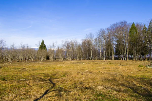 Närbild Bild Ett Platt Landskap Med Träd Vintern Samegrelo Georgien — Stockfoto