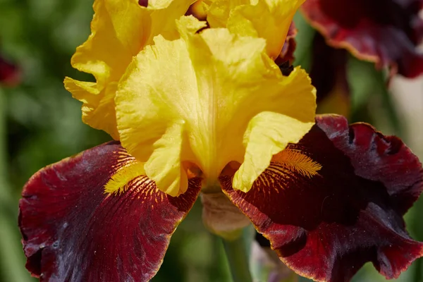 Primo Piano Iride Fiore Con Petali Gialli Rossi — Foto Stock