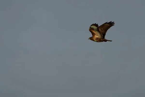 Primo Piano Aquila Che Vola Cielo — Foto Stock