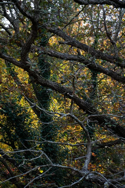 Tiro Vertical Galhos Árvores Floresta Fundo — Fotografia de Stock
