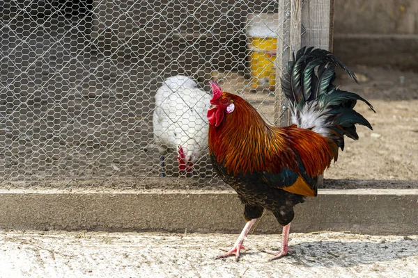 A colorful rooster on a meshed wire chicken coop background