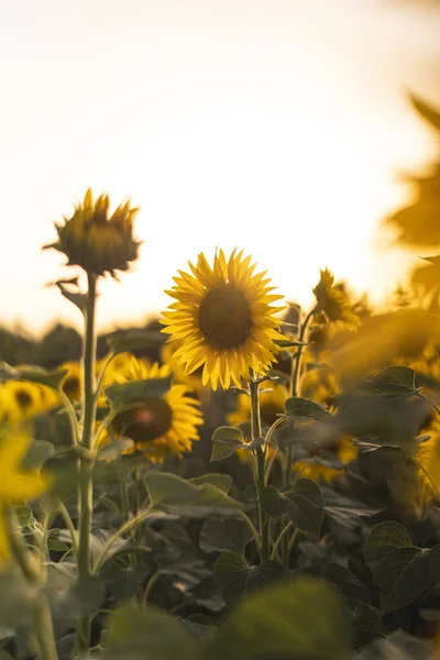 Pionowe Ujęcie Pięknych Słoneczników Zrobione Polu Słoneczny Dzień — Zdjęcie stockowe