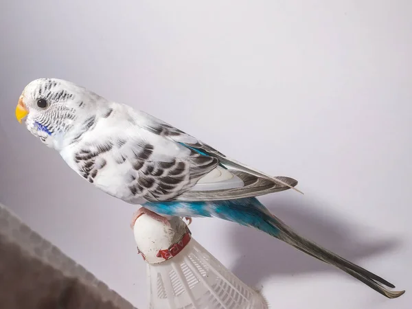 Egy Közeli Felvétel Budgerigar Ült Egy Komp Lecke — Stock Fotó