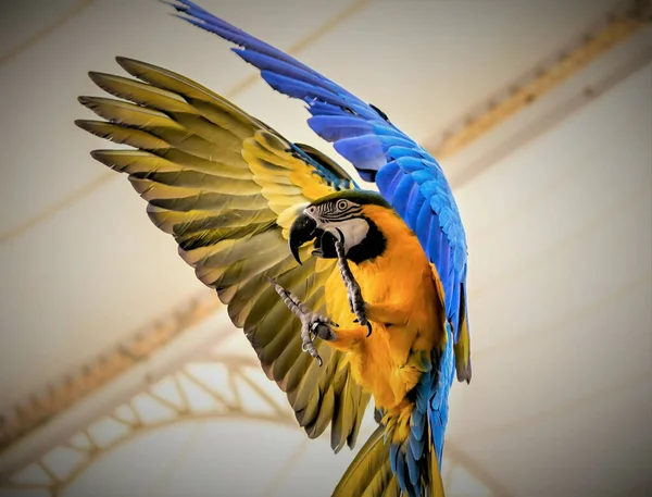 Closeup Shot Flying Blue Yellow Macaw — Stock Photo, Image