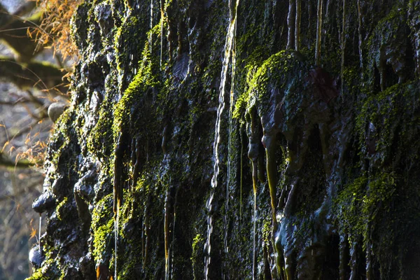 Селективный Снимок Водяных Скал Мха Стволе Дерева — стоковое фото