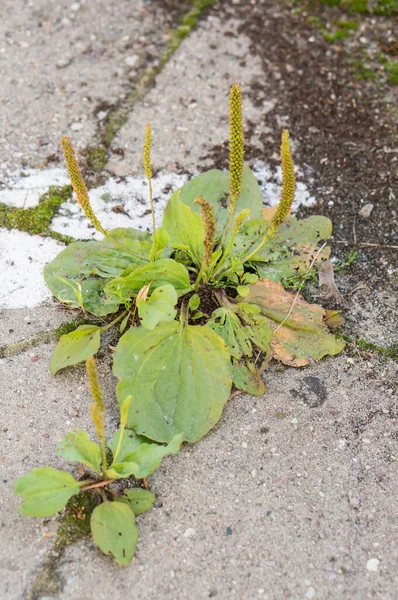 コンクリートの上で成長する植物の垂直ショット — ストック写真