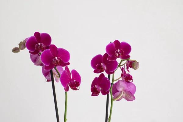 Prachtige Paarse Mot Orchideeën Geïsoleerd Witte Achtergrond — Stockfoto