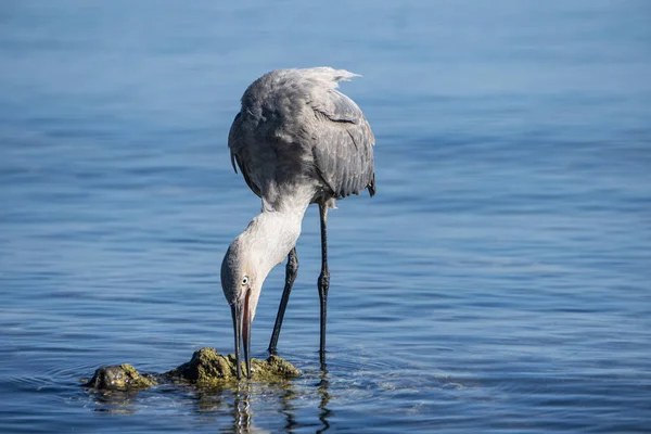 Closeup Shot Heron Catching Fish — Stock Photo, Image