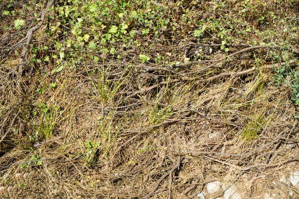 Tiro Close Galhos Árvores Caídas Galhos Chão — Fotografia de Stock