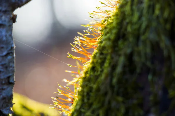 Eine Selektive Fokusaufnahme Von Moos Auf Baumstämmen Unter Hellem Sonnenlicht — Stockfoto