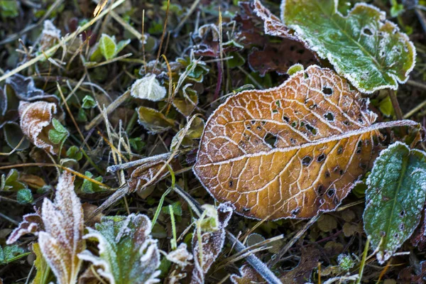 草の上で凍結した露のオーバーヘッドショットと冬の朝に乾燥葉 — ストック写真