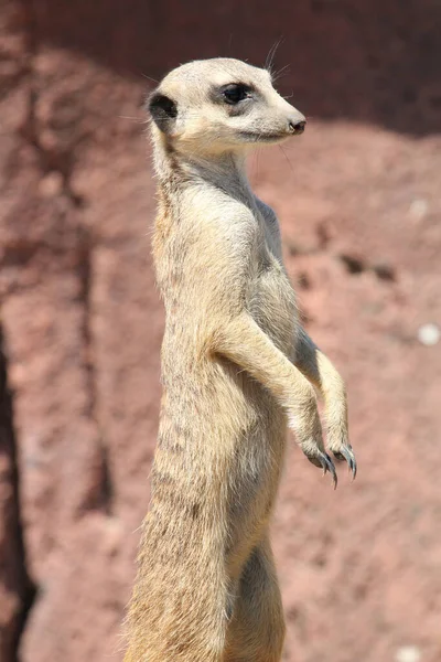 Detailní Záběr Stojící Stále Suricate Rozmazaném Pozadí — Stock fotografie