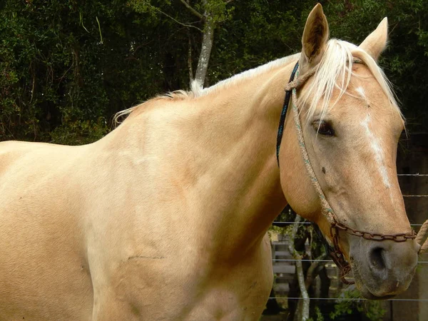 農地の茶色の馬 — ストック写真