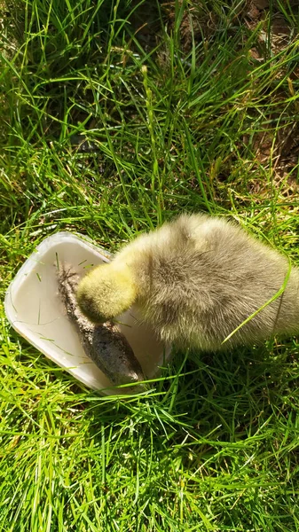 Een Closeup Shot Van Een Eend Kuiken Het Gras Een — Stockfoto