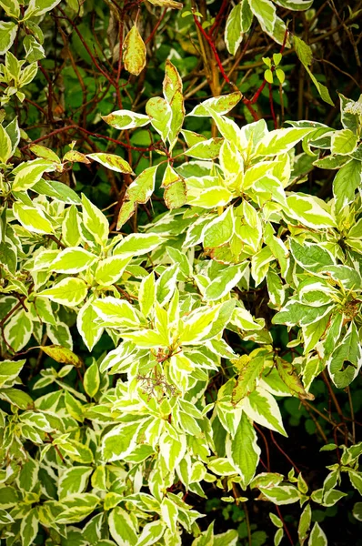 Penutup Dari Tumbuh Daun Tanaman Alba Cornus Alam Liar — Stok Foto