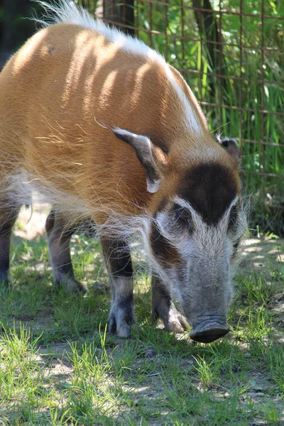 Primer Plano Cerdo Oreja Cepillado Sobre Hierba Verde Zoológico — Foto de Stock