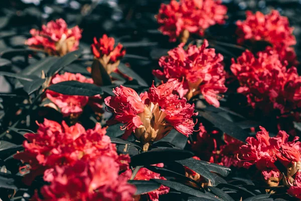 Bahçede Yetişen Güzel Pembe Rhododendron Çiçeği — Stok fotoğraf