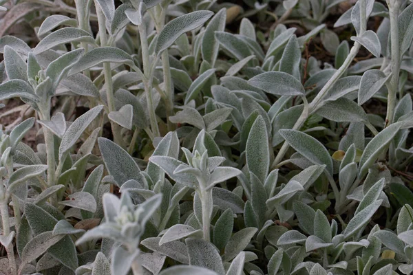 Close Stachys Byzantina Folhas Verdes — Fotografia de Stock