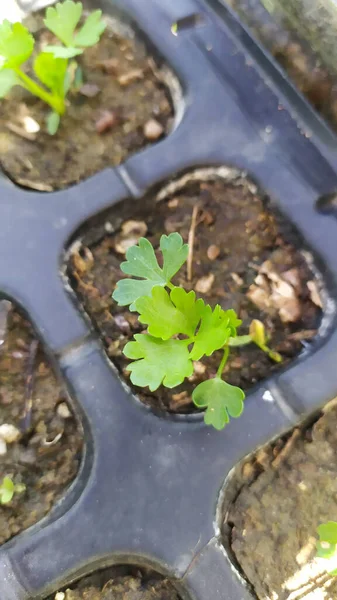 在小盆里生长的小绿苗特写 — 图库照片