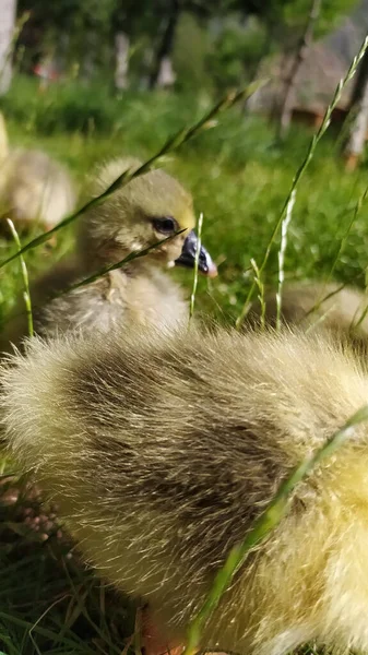 Primer Plano Pollitos Pato Hierba Una Granja — Foto de Stock