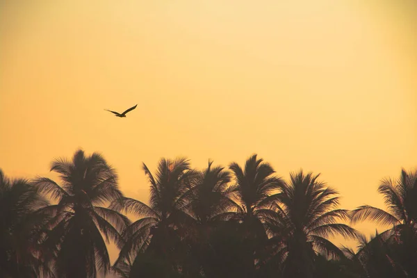 絵のように美しいヤシの木の上に夕日の空にそびえ立つ孤独なカモメ — ストック写真