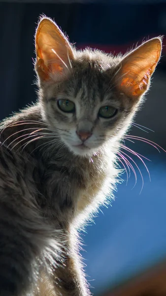 Vertikal Bild Söt Kattunge — Stockfoto