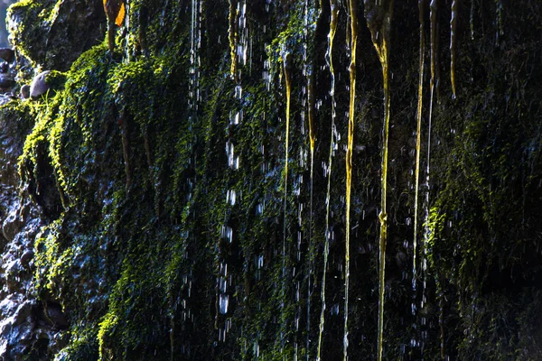 木の幹に水の崖や苔の選択的なフォーカスショット — ストック写真