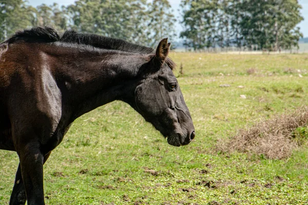 Ciemnobrązowy Koń Wypasający Się Łące — Zdjęcie stockowe