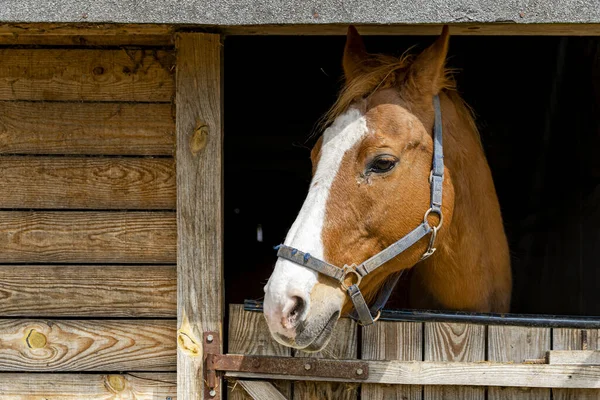 Beautiful Chestnut Brown Horse Head Shot Wooden Stable — Stock Photo, Image