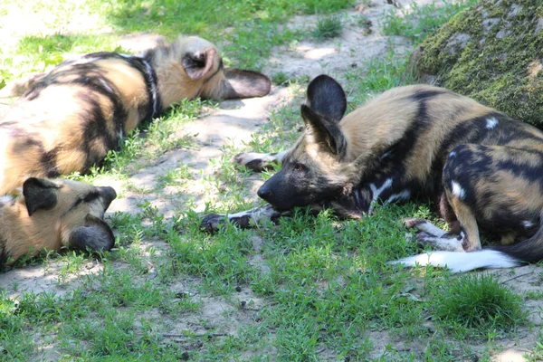 Gevlekte Hyena Liggend Groen Gras Een Dierentuin — Stockfoto