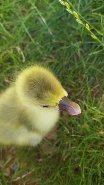 Primer Plano Una Chica Pato Hierba Una Granja —  Fotos de Stock