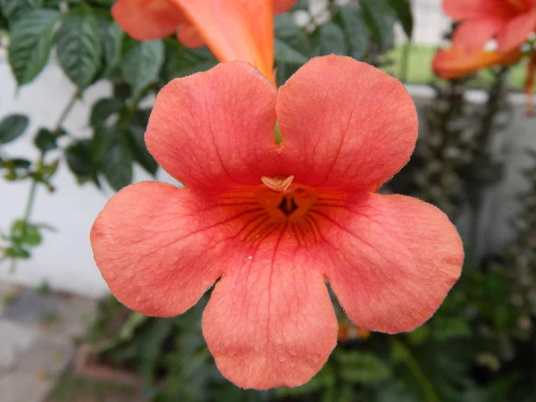 Gros Plan Une Cheminée Rose Cultivée Dans Jardin — Photo