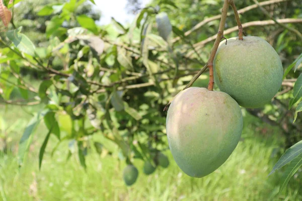 Zbliżenie Zdjęcia Świeżych Surowych Zielonych Mango Drzewie Gospodarstwie Ekologicznym Zbioru — Zdjęcie stockowe