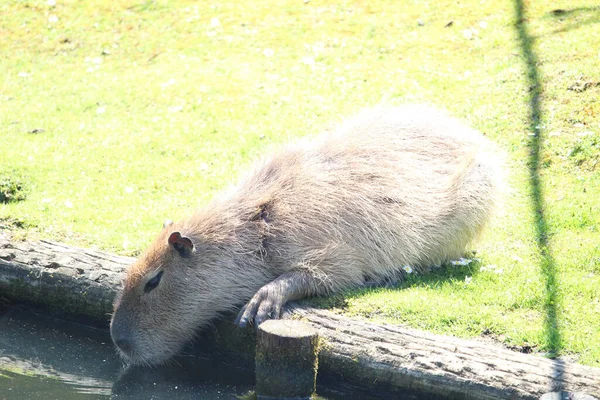 Een Harige Capibara Die Zich Voedt Met Het Water — Stockfoto
