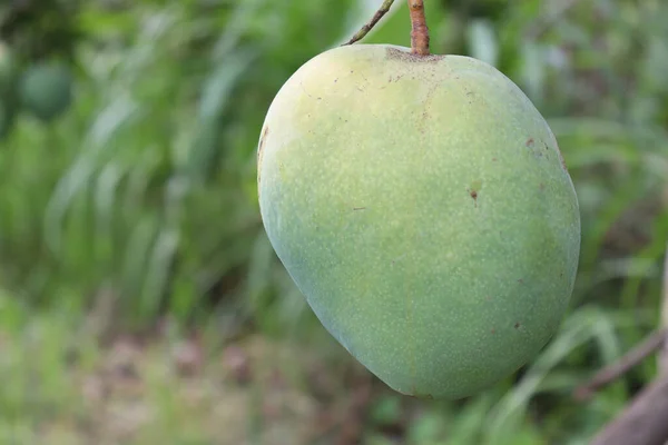 Closeup Shot Fresh Raw Green Mango Tree Organic Farm Harvesting — Stock Photo, Image