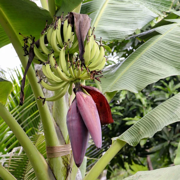 Крупним Планом Знімок Плодоносного Квітучого Бананового Дерева Фермі — стокове фото