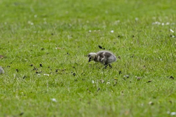 Een Close Shot Van Een Grijs Eendje Een Weide — Stockfoto