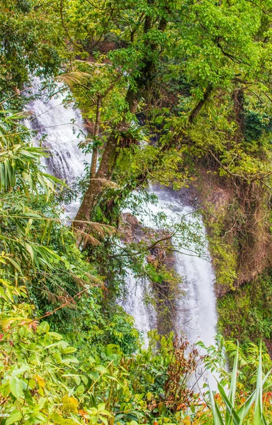 Une Cascade Pittoresque Milieu Une Forêt Pakse Laos Asie Sud — Photo