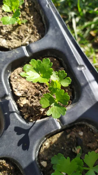 Primer Plano Pequeños Greens Creciendo Macetas Pequeñas —  Fotos de Stock