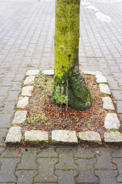 Nahaufnahme Eines Mit Moos Und Flechten Bedeckten Baumes Mit Umgestürzten — Stockfoto