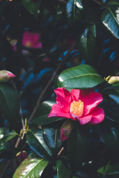 Close Rosa Sasanqua Camellia Flor Cultivada Jardim — Fotografia de Stock