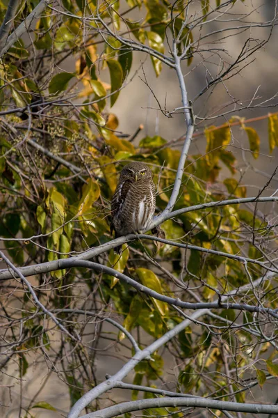 Tiro Vertical Uma Coruja Selva Empoleirada Galho Árvore — Fotografia de Stock