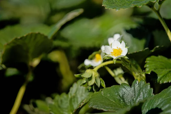 Selective Focus Shot Blooming Strawberry Flowers — Stock Photo, Image