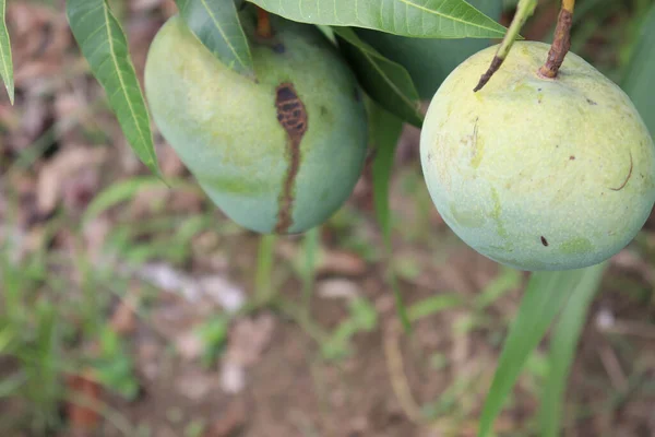 Zbliżenie Zdjęcia Świeżych Surowych Zielonych Mango Drzewie Gospodarstwie Ekologicznym Zbioru — Zdjęcie stockowe