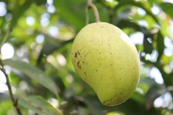 Primo Piano Mango Verde Crudo Fresco Albero Dell Azienda Agricola — Foto Stock